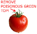 Guinea Pig Tomato