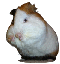 Guinea Pig Behavior