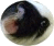 Guinea Pig Ears