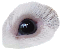 Guinea Pig Eye