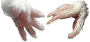 Guinea Pig Feet