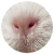 Guinea Pig Nose