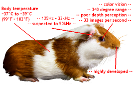 Guinea Pig Statistics